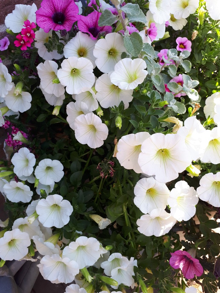 White flowers