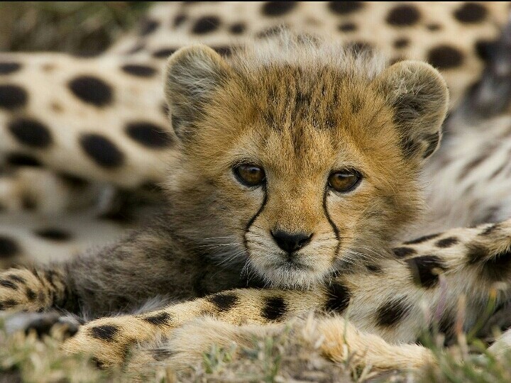 Cute leopard