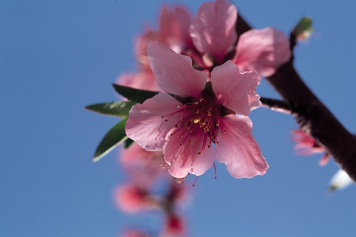 Beautiful Flowers