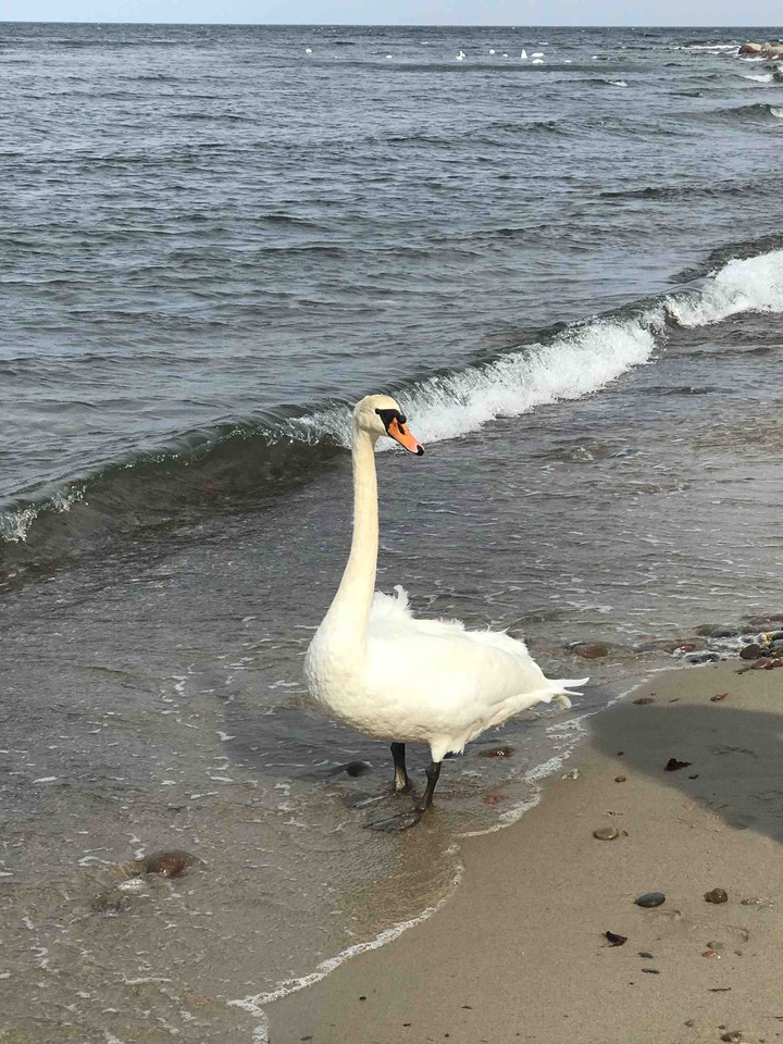 Балтийское море