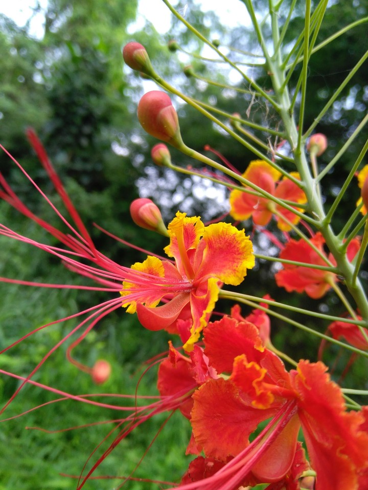 flower