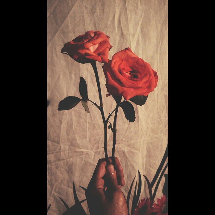 Roses