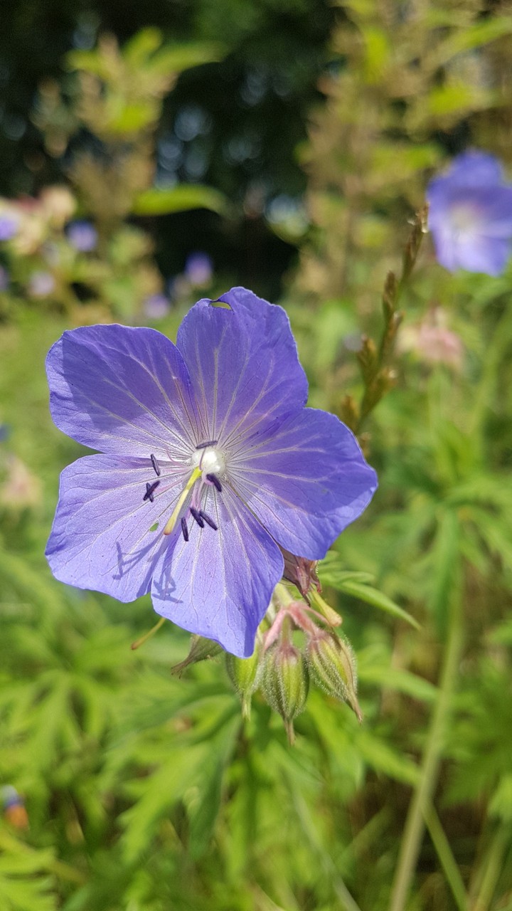 flower