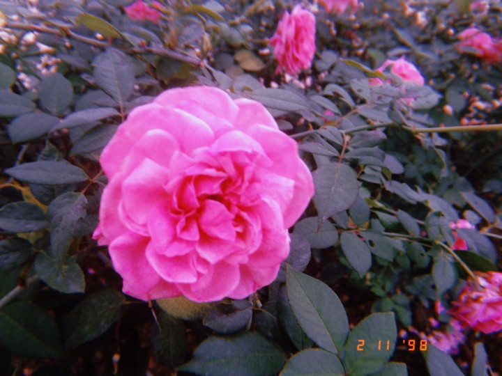 ROSE.......