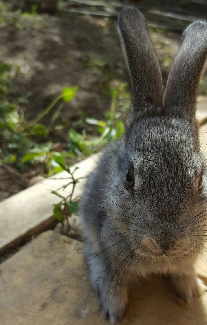 Cute rabbit Betty