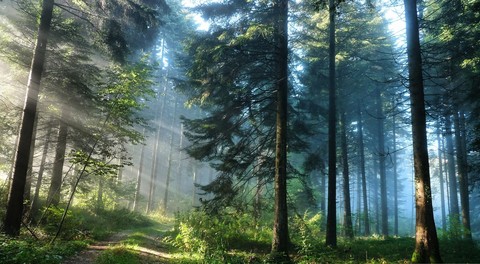 FOREST