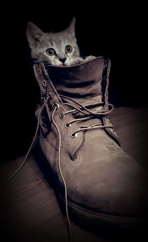 kitten