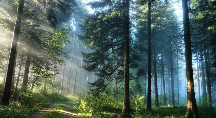 FOREST