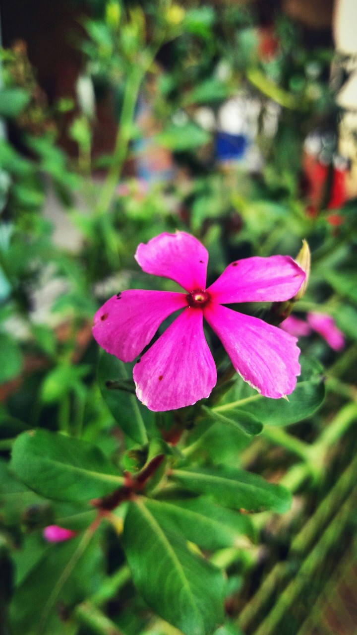 small flower