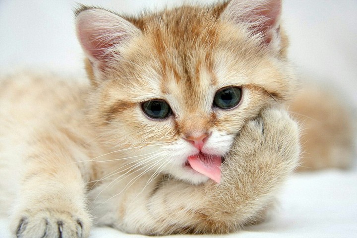 cat