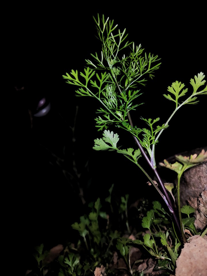 black green plant