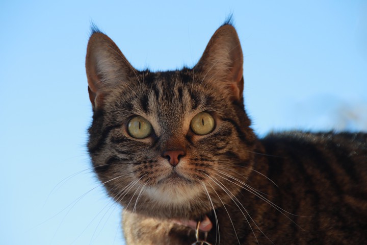 Face Cat