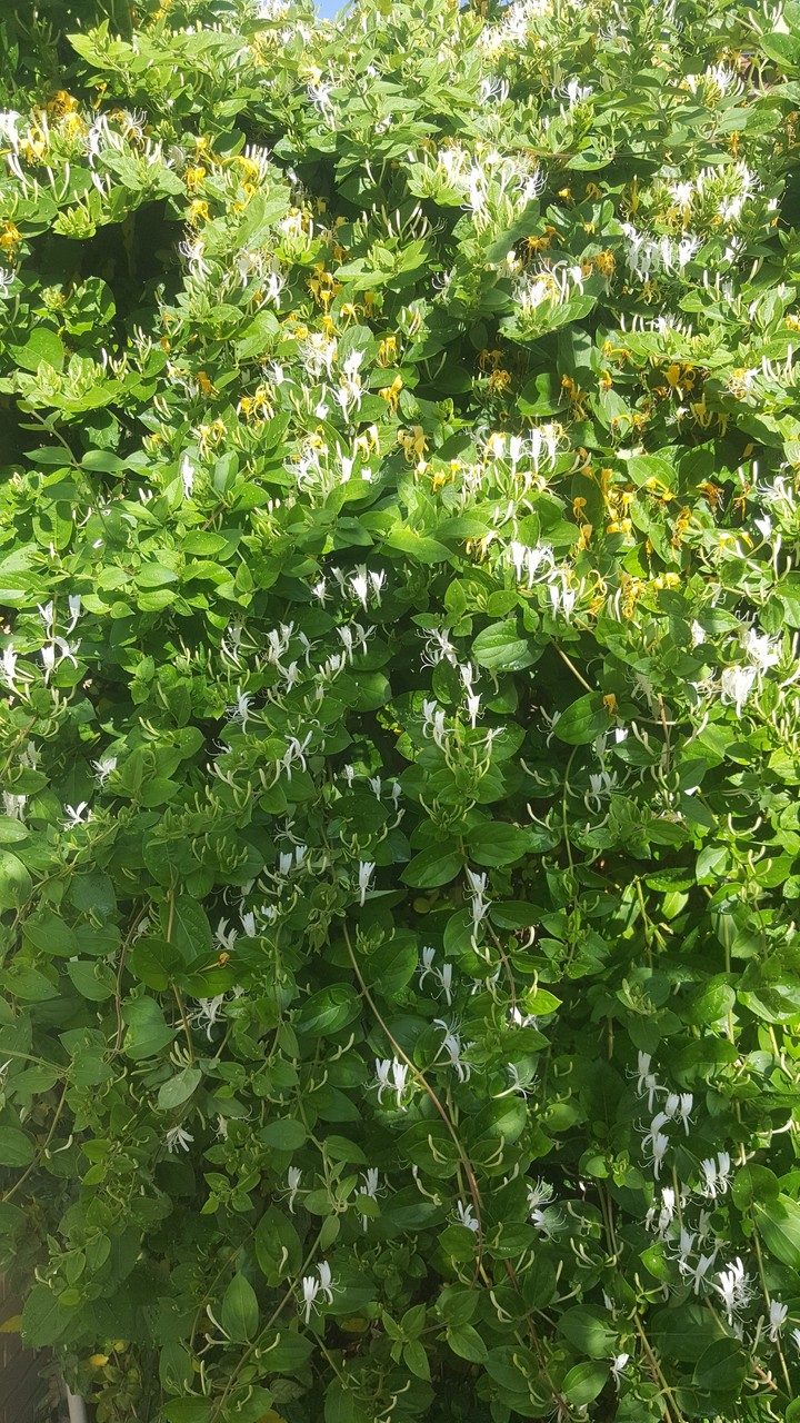 طبیعت