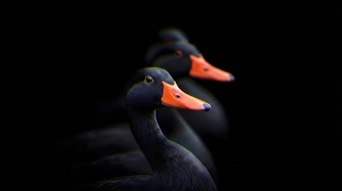 ταπετσαρίες beak, black