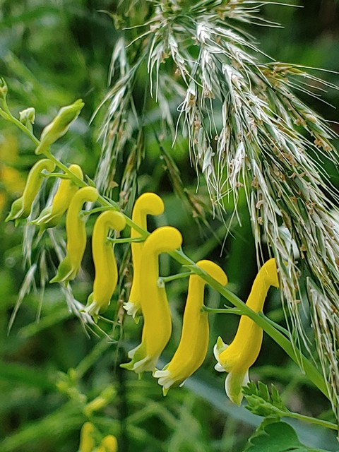 רקעים agati, faboideae