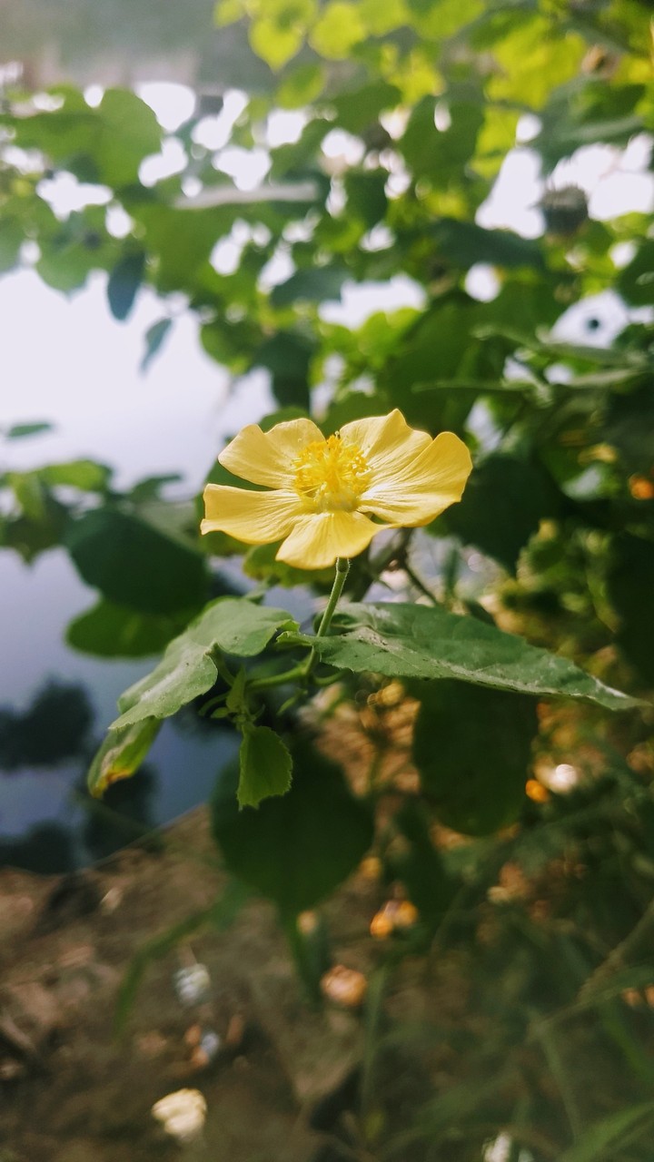 flower