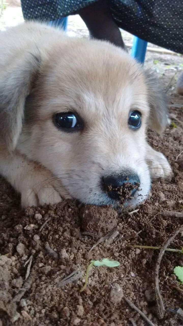 cute dog