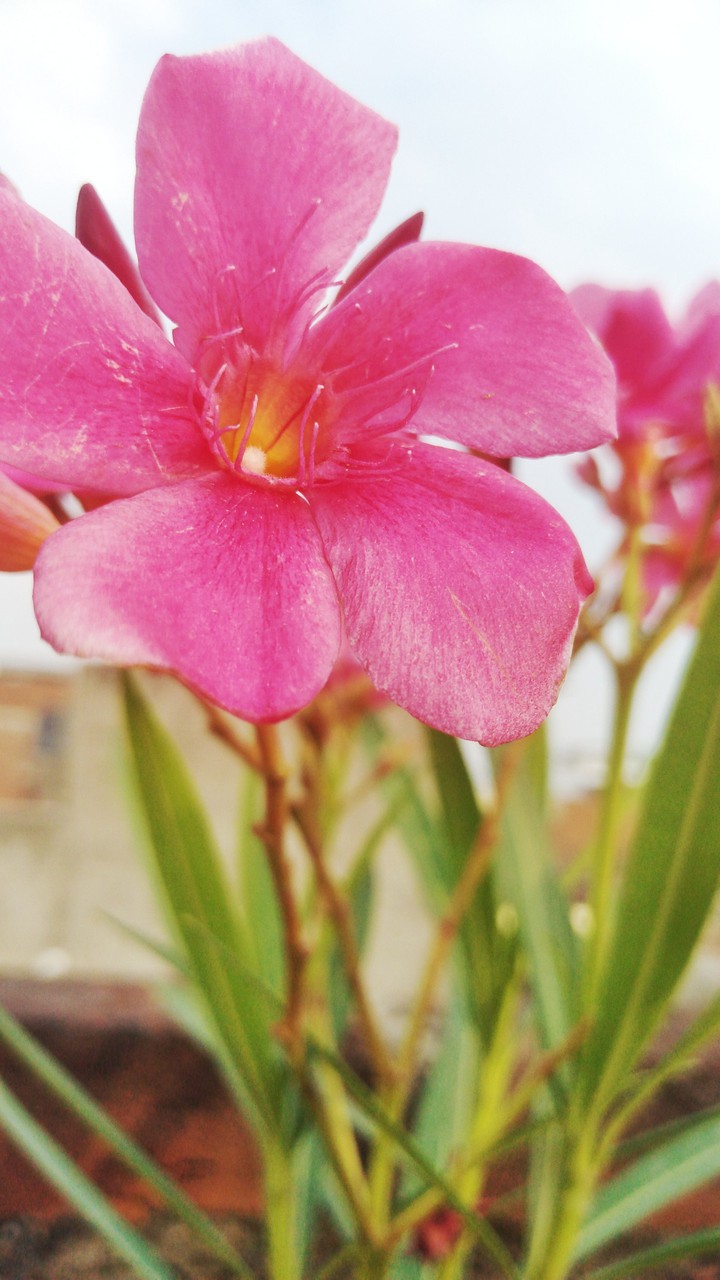 flower