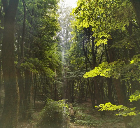 forest