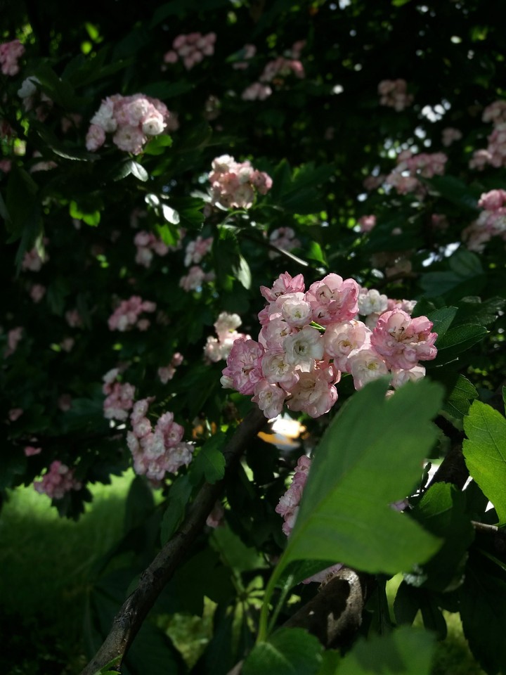 Crataegus laevigata
