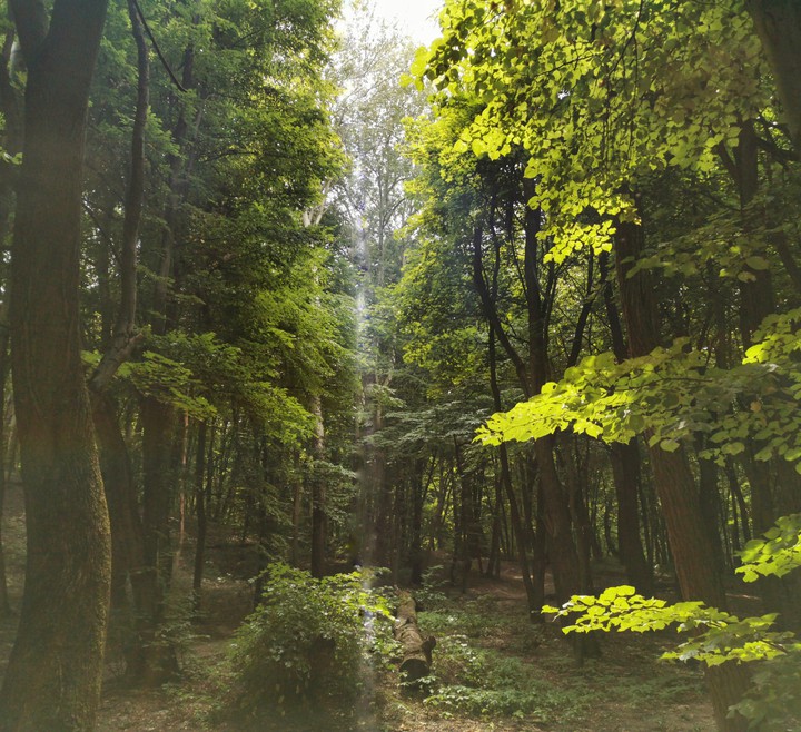 forest