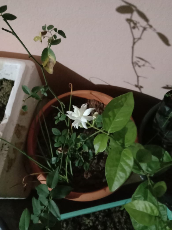 Jasmine