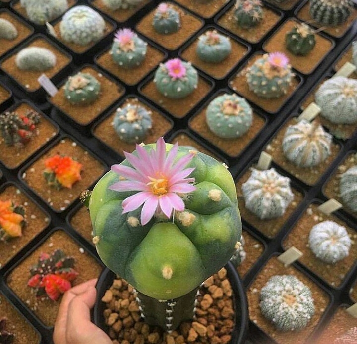 لوفوفورا (Lophophora)