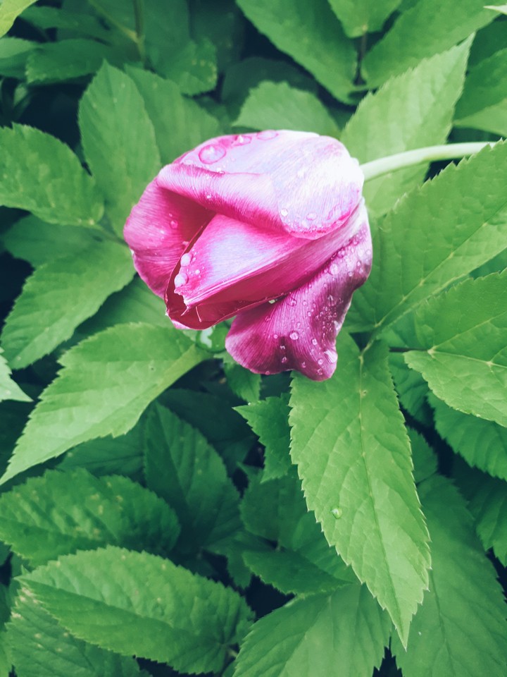 spring