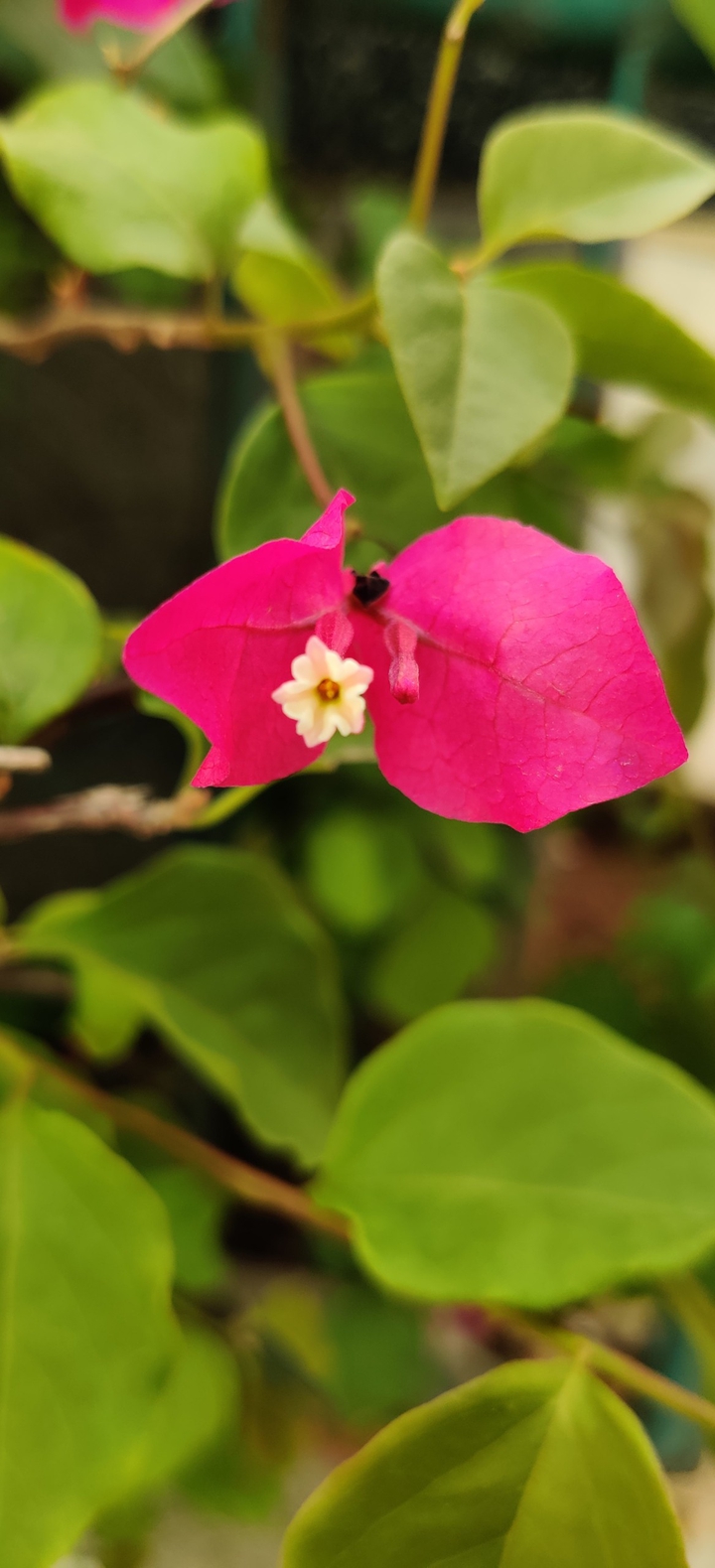 street flower