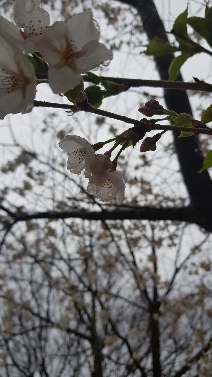 Cherry blossom of rain