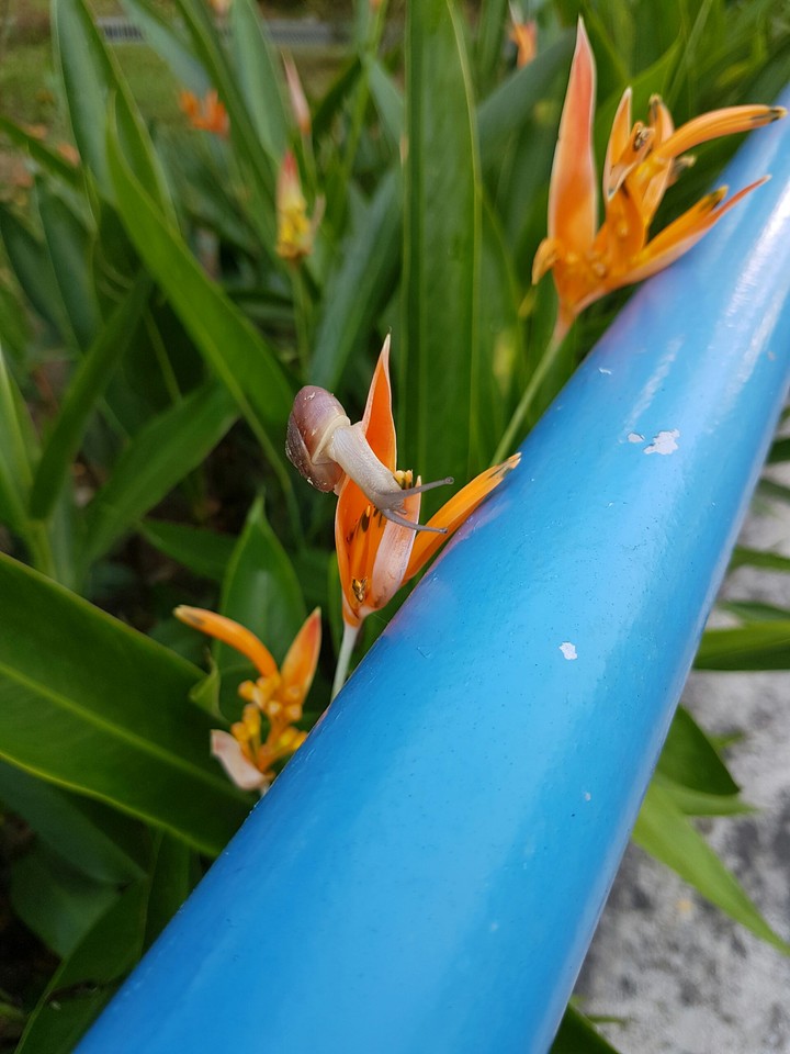 Snail