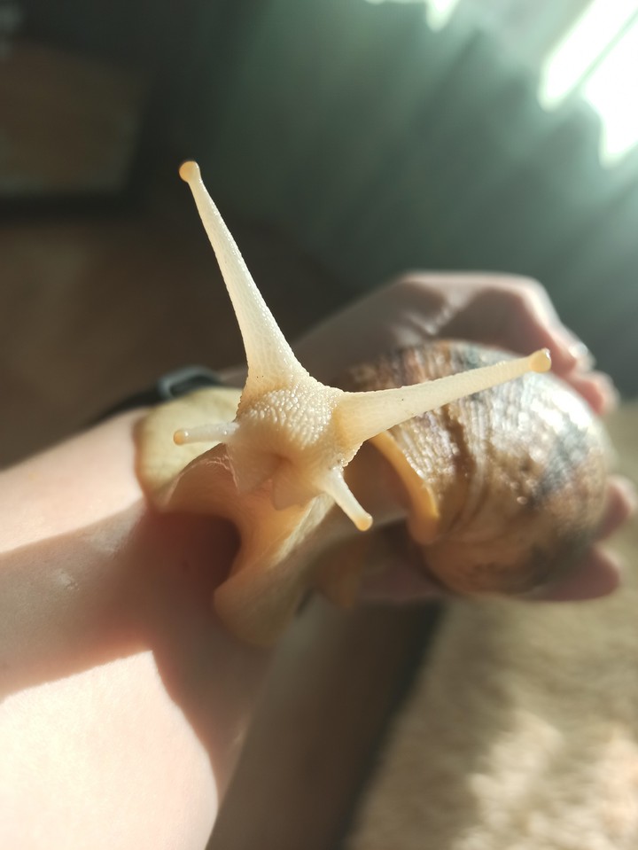 snail