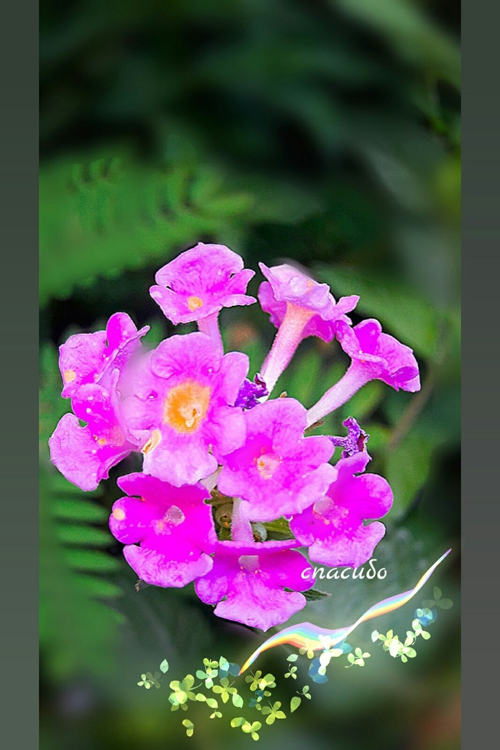 flowers  спасибо