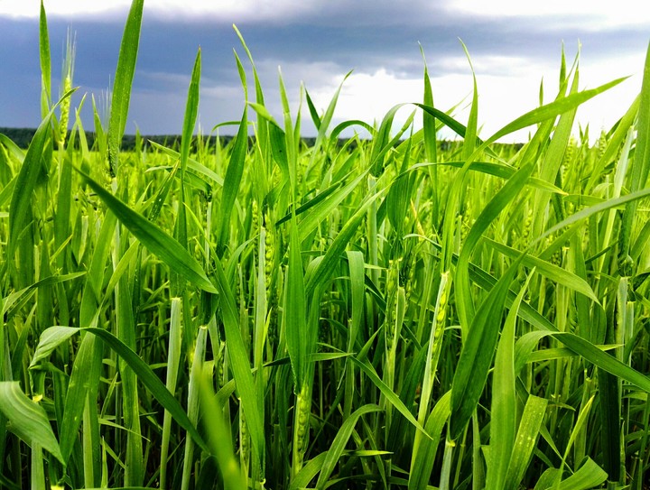 Field