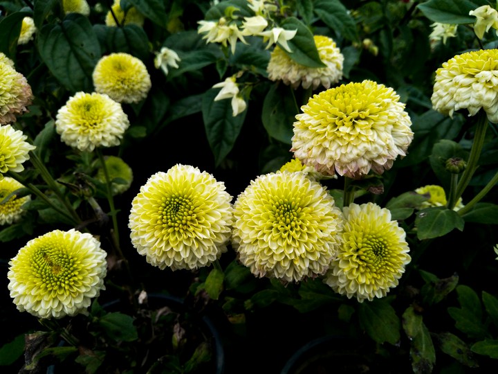 green flower