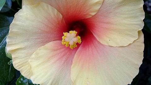 hibisco