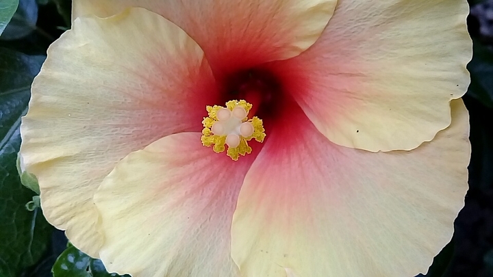 hibisco