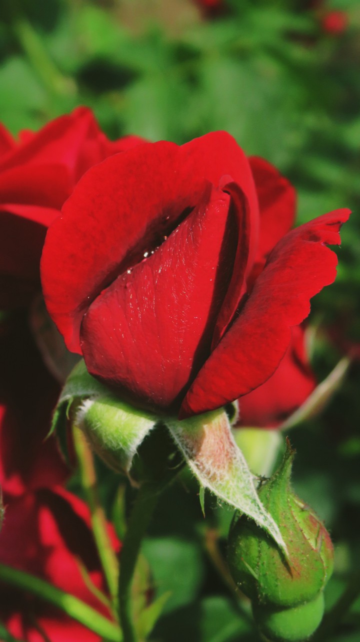 roses