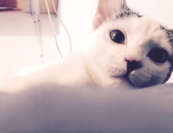 Kitty Cat