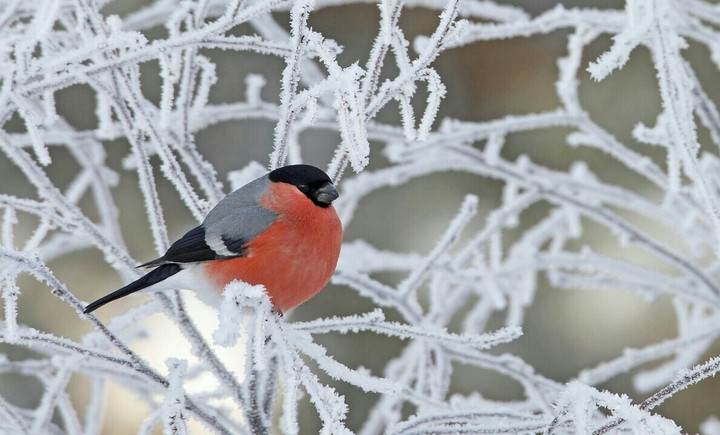 Melody of Winter.