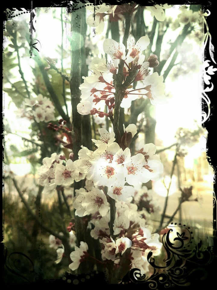 Flores de cerezo