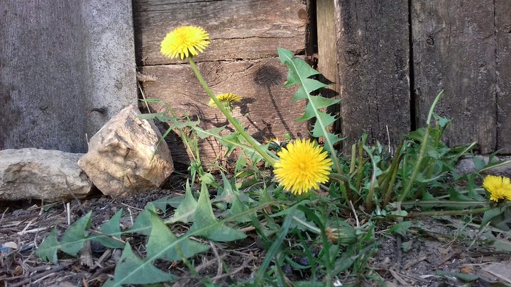 dandelion