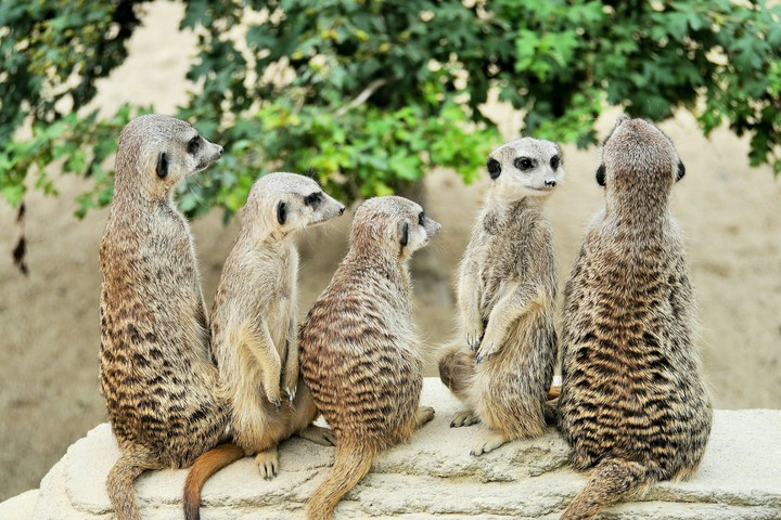 Our Friends at the Wilhelma, the Zoo in Stuttgart