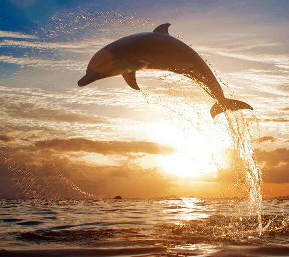 Dolphin
