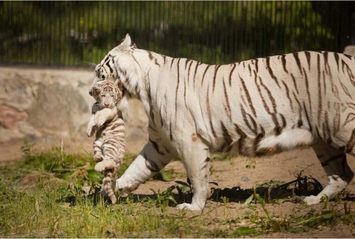 White Tiger