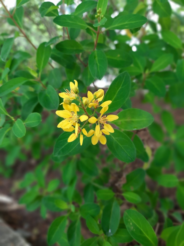 Little Yellow flowers surrounded by green mother leaves
