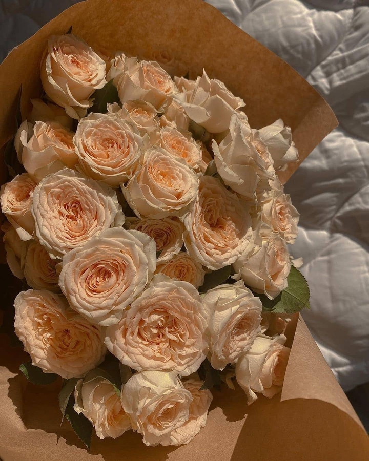 rosa