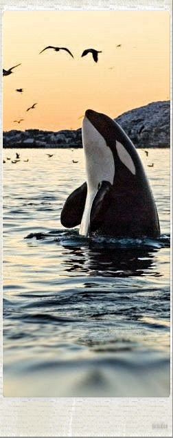 Oustanding Orca Whale.