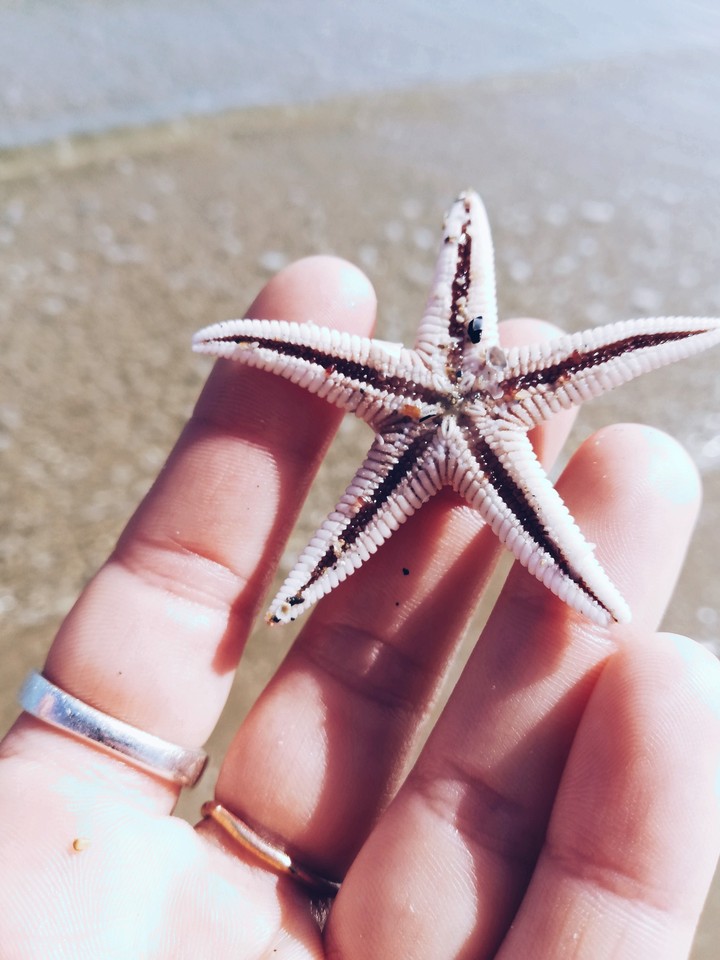 Animali del mare