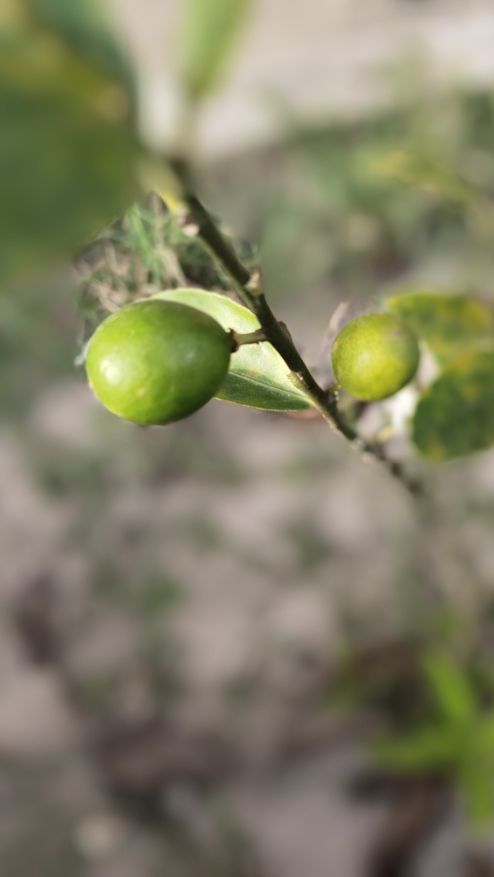 lemons